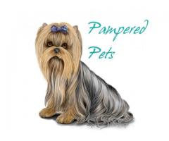 Pampered Pets